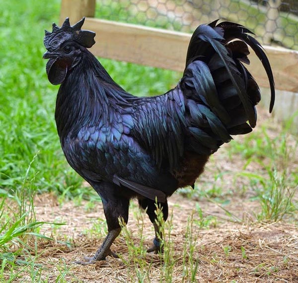 gà đen Ayam Cemani