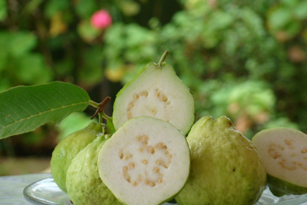 cách lựa chọn ổi