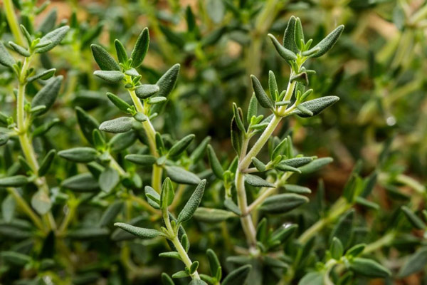 Lá Thyme Là Gì ? Công Dụng Và Cách Sử Dụng Lá Thyme